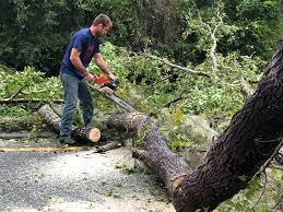 Best Firewood Processing and Delivery  in West Park, CA