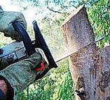 Professional Tree Removal in West Park, CA