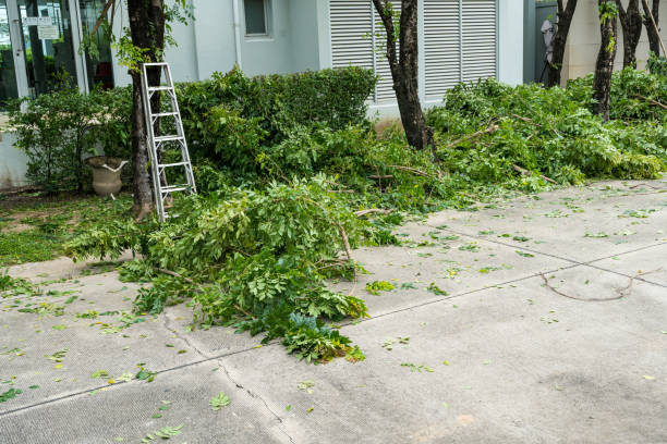 Best Lawn Maintenance Plans  in West Park, CA