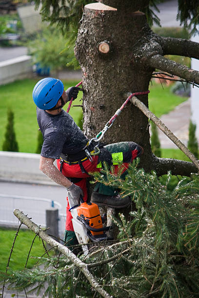 Best Organic Lawn Care Solutions  in West Park, CA
