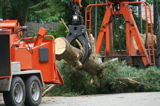 Best Palm Tree Trimming  in West Park, CA