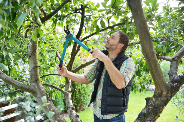 Best Tree Trimming and Pruning  in West Park, CA